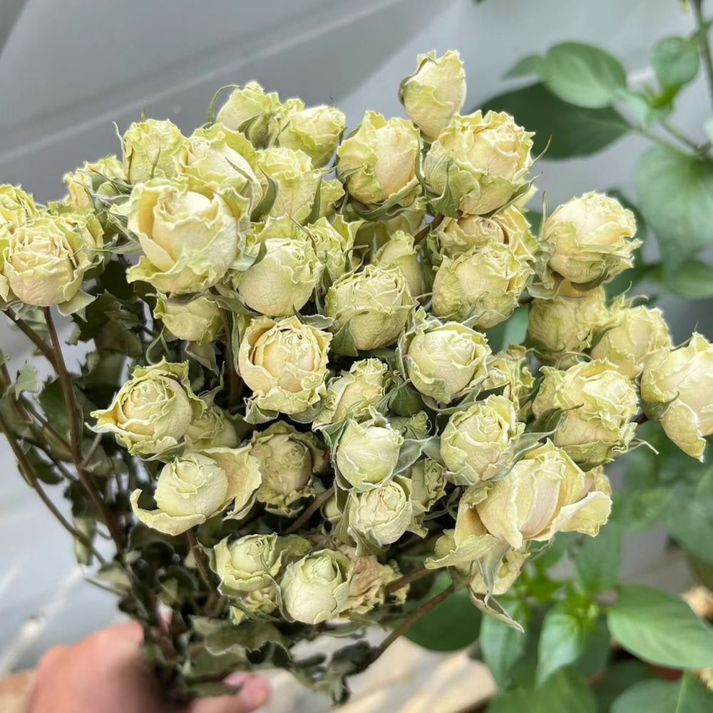 Echte konservierte Rosen, getr – Resin Craft Ideas Bewertung und Preis
