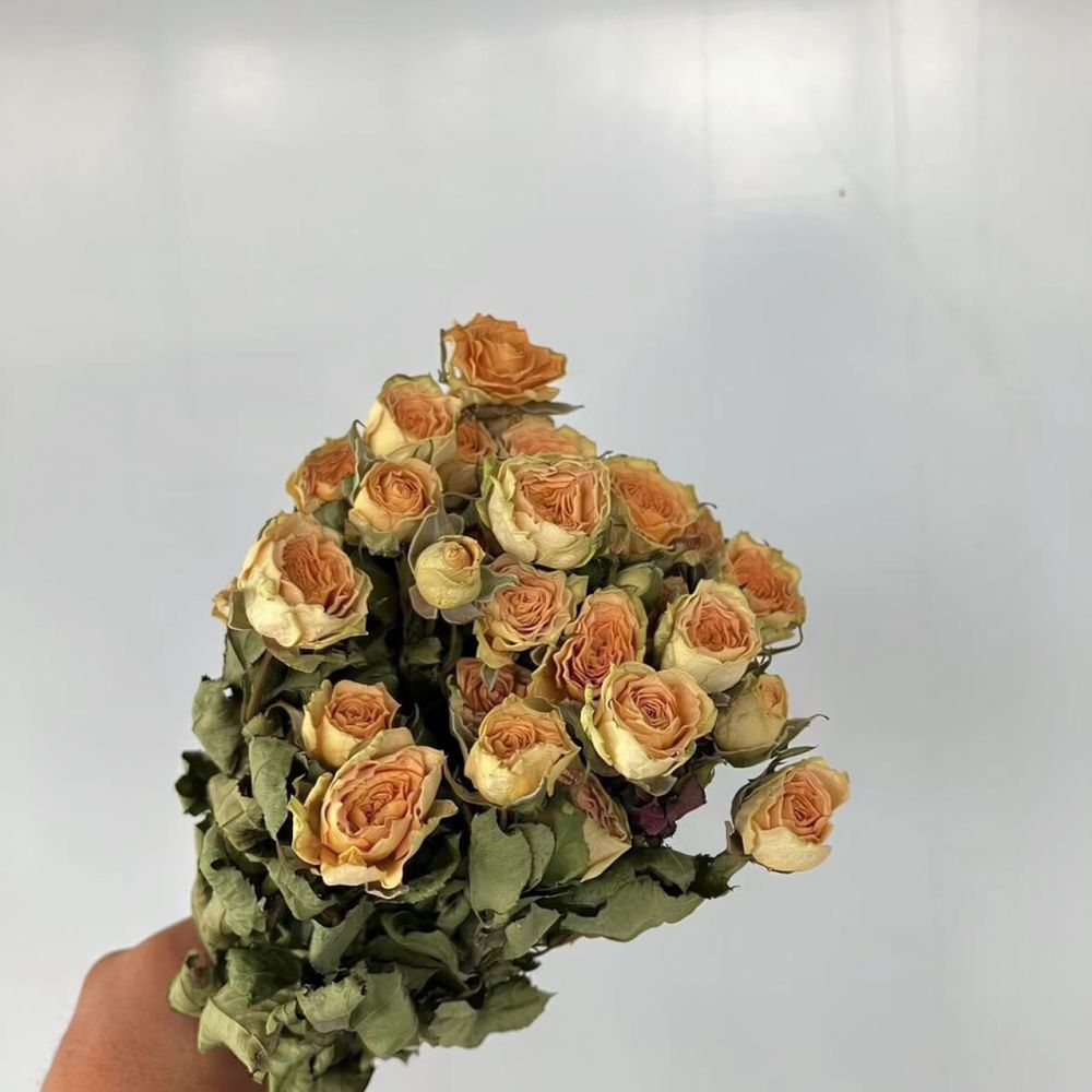 Echte konservierte Rosen, getr – Resin Craft Ideas Bewertung und Preis