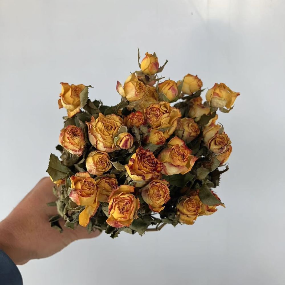 Echte konservierte Rosen, getr – Resin Craft Ideas Bewertung und Preis